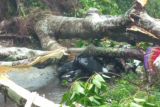 Pelajar di Manggarai tewas akibat tertimpa pohon tumbang