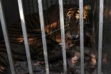 Seekor harimau sumatera (Panthera trigis sumatrae) berada dalam kandang perangkap di kawasan Maua Hilir, Nagari Salareh Aia, Kabupaten Agam, Sumatera Barat, Selasa (11/1/2022). Balai Konservasi Sumber Daya Alam (BKSDA) Sumatera Barat mengevakuasi seekor harimau sumatera betina yang diperkirakan berusia 3-5 tahun karena memasuki permukiman warga dan memangsa dua ekor sapi milik warga setempat. ANTARA FOTO/Muhammad Arif Pribadi/Lmo/foc.