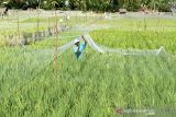 Petani memotong padi di area persawahan Desa Meunasah Baro, Kandang, Lhokseumawe, Aceh, Rabu (12/1/2022). Kementerian Pertanian menargetkan produksi komoditas utama beras tahun 2022 sebesar 55,20 juta ton atau naik dari tahun 2021 sebesar 54,65 juta ton. ANTARA FOTO/Rahmad