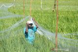 Petani memotong padi di area persawahan Desa Meunasah Baro, Kandang, Lhokseumawe, Aceh, Rabu (12/1/2022). Kementerian Pertanian menargetkan produksi komoditas utama beras tahun 2022 sebesar 55,20 juta ton atau naik dari tahun 2021 sebesar 54,65 juta ton. ANTARA FOTO/Rahmad
