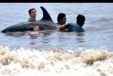 Warga dan relawan berupaya mengarahkan lumba-lumba ke perairan di Pantai Padanggalak, Denpasar, Bali, Kamis (13/1/2022). Upaya penyelamatan dilakukan kepada empat ekor lumba-lumba berjenis Risso's Dolphin (Grampus griseus) yang ditemukan warga berenang di perairan dangkal untuk mencegah lumba-lumba tersebut terdampar di pantai. ANTARA FOTO/Fikri Yusuf/nym.