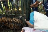41 hari mencari harimau Sumatera di Palembayan Agam