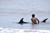 Warga berupaya mengarahkan lumba-lumba ke perairan di Pantai Padanggalak, Denpasar, Bali, Kamis (13/1/2022). Upaya penyelamatan dilakukan kepada empat ekor lumba-lumba berjenis Risso's Dolphin (Grampus griseus) yang ditemukan warga berenang di perairan dangkal untuk mencegah lumba-lumba tersebut terdampar di pantai. ANTARA FOTO/Fikri Yusuf/rwa.