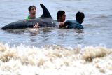 Warga dan relawan berupaya mengarahkan lumba-lumba ke perairan di Pantai Padanggalak, Denpasar, Bali, Kamis (13/1/2022). Upaya penyelamatan dilakukan kepada empat ekor lumba-lumba berjenis Risso's Dolphin (Grampus griseus) yang ditemukan warga berenang di perairan dangkal untuk mencegah lumba-lumba tersebut terdampar di pantai. ANTARA FOTO/Fikri Yusuf/rwa.