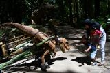 Pengunjung bermain dengan replika dinosaurus di kawasan Wana Wisata Mojosemi Forest Park Magetan, Jawa Timur, Jumat (14/1/2022). Wana wisata yang menyediakan banyak wahana. Wana wisata yang berada di lereng Gunung Lawu dengan udaranya yang sejuk tersebut banyak dikunjungi wisatawan dari berbagai daerah terutama pada hari libur. Antara Jatim/Siswowidodo/zk