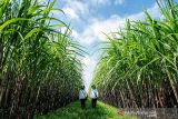 Batang siapkan puluhan hektare lahan tebu dukung swasembada gula