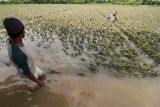 228,5 hektare sawah gagal panen akibat banjir di Aceh Timur pekan lalu