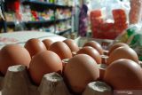 Ini penyebab kenaikan harga telur ayam ras
