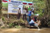 Seremoni 'restocking' ikan lokal, PT Sukajadi Sawit Mekar tebar 5.000 benih ikan