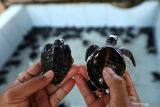 Petugas menunjukan tukik hijau (Chelonia mydas) (kanan) dan tukik lekang (Lepidochelys olivacea) di tempat penetasan telur penyu semi alamiah Pantai Ngagelan, Taman Nasional Alas Purwo, Banyuwangi, Jawa Timur, Minggu (16/1/2022). Data penetasan telur penyu yang dikelolah TN Alas Purwo menunjukan pada musim penyu mendarat untuk bertelur tahun 2021 sebanyak 1.158 sarang atau menurun dibandingkan musim sebelumnya sebanyak 1.308 sarang yang diperkirakan karena faktor siklus tahunan dan abrasi. Antara Jatim/Budi Candra Setya/zk