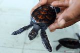 Petugas memeriksa kondisi tukik hijau (Chelonia mydas) di tempat penetasan telur penyu semi alamiah Pantai Ngagelan, Taman Nasional Alas Purwo, Banyuwangi, Jawa Timur, Minggu (16/1/2022). Data penetasan telur penyu yang dikelolah TN Alas Purwo menunjukan pada musim penyu mendarat untuk bertelur tahun 2021 sebanyak 1.158 sarang atau menurun dibandingkan musim sebelumnya sebanyak 1.308 sarang yang diperkirakan karena faktor siklus tahunan dan abrasi. Antara Jatim/Budi Candra Setya/zk