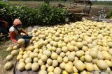 Buruh menata buah melon hasil panen di Kaipait, Banyuwangi, Jawa Timur, Minggu (16/1/2022). Petani mengaku harga melon dipasaran saat ini naik menjadi Rp8 ribu perkilogram dari sebelumnya Rp5 ribu perkilogram dikarenakan banyak petani yang  enggan menanam buah melon karena cuaca yang tidak menentu. Antara Jatim/Budi Candra Setya/zk