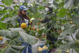 Pekerja menjelaskan tanaman melon kepada pengunjung pada gebyar petik melon di Green House Taman Wisata Karang Resik, Kota Tasikmalaya, Jawa Barat, Kamis (20/1/2022). Sebanyak 4.000 pohon melon varian golden melon kirani, adinda dan sakata, dijadikan wahana wisata edukasi pertanian dengan konsep memetik sendiri yang dibanderol Rp25 ribu per kilogram. ANTARA FOTO/Adeng Bustomi/agr