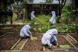 Sejumlah siswa menanam dan memanen sayuran di pusat edukasi lingkungan hidup di Cipadung Kulon, Bandung, Jawa Barat, Kamis (20/1/2022). Pusat edukasi lingkungan hidup yang dikelola oleh Koperasi Wahana Usaha Jaya tersebut menyediakan layanan untuk edukasi pengelolaan sampah, bercocok tanam, peternak dan perikanan secara gratis bagi masyarakat khususnya pelajar dari tingkat PAUD hingga mahasiswa. ANTARA FOTO/Raisan Al Farisi/agr