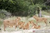 Tiga Singa dan dua puma di kebun binatang Afsel terinfeksi corona