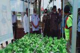 Kwarcab Pramuka Sukamara panen perdana sayur hidroponik