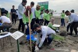 Pemkab Cilacap dan Pertamina tanam 3.000 cemara laut cegah abrasi