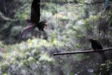 Dua ekor Elang Paria (Milvus migrans) berada didalam kandang latihan terbang di Pusat Suaka Satwa Elang Jawa (PSSEJ) Loji, Kecamatan Cijeruk, Kabupaten Bogor, Jawa Barat, Kamis (20/1/2022). PSSEJ Loji yang berada di kawasan Taman Nasional Gunung Halimun Salak tersebut memiliki 29 ekor elang yang sedang direhabilitasi dan membutuhkan waktu sekitar enam hingga sembilan bulan untuk kembali dilepasliarkan ke habitat aslinya. ANTARA FOTO/Arif Firmansyah/rwa.