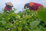 Petani memanen kuncup Melati (Jasminum sambac) di persawahan desa Sidorejo, Gringsing, Batang, Jawa Tengah, Minggu (23/1/2022). Sebagian petani di kawasan tersebut membudidayakan tanaman Melati untuk campuran minuman teh dan bahan parfum yang dijual dengan harga berkisar Rp70 ribu - Rp200 ribu per kilogram. ANTARA FOTO/Anis Efizudin/YU