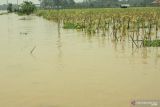 Ratusan hektare lahan pertanian di OKU Timur direndam banjir