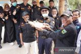 Bupati Solok pimpin goro bersama dan pelepasan ikan tawes di Danau Singkarak