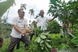 Ratusan hektare tanaman alpukat di Pasaman Barat diserang hama kutu putih