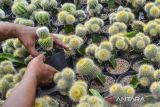 Petani milenial merawat tanaman hias di Green House Berkah Mulya Flowers, Panjalu, Kabupaten Ciamis, Jawa Barat, Kamis (27/1/2022). Petani milenial membudidayakan tanaman hias jenis kaktus, sukulen, dan sansevieria untuk dijual sebagai souvenir pernikahan yang dipasarkan di Jawa Barat, Jawa Tengah, dan diekspor ke Korea dengan omset Rp15 juta per bulan. ANTARA FOTO/Adeng Bustomi/agr