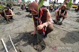 Sejumlah pelajar menanam mangrove di pesisir Pulau Seumadu, Desa Rancong, Lhokseumawe, Aceh, Kamis (27/1/2022). Aksi penanaman 1000 bibit mangrove program Pangdam Iskandar Muda itu sebagai upaya mengurangi ancaman abrasi garis pantai sekaligus merehabilitasi dan melestarikan kawasan pesisir Aceh. ANTARA FOTO/Rahmad