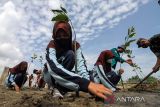 Sejumlah pelajar menanam mangrove di pesisir Pulau Seumadu, Desa Rancong, Lhokseumawe, Aceh, Kamis (27/1/2022). Aksi penanaman 1000 bibit mangrove program Pangdam Iskandar Muda itu sebagai upaya mengurangi ancaman abrasi garis pantai sekaligus merehabilitasi dan melestarikan kawasan pesisir Aceh. ANTARA FOTO/Rahmad