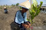 Sejumlah pelajar menanam mangrove di pesisir Pulau Seumadu, Desa Rancong, Lhokseumawe, Aceh, Kamis (27/1/2022). Aksi penanaman 1000 bibit mangrove program Pangdam Iskandar Muda itu sebagai upaya mengurangi ancaman abrasi garis pantai sekaligus merehabilitasi dan melestarikan kawasan pesisir Aceh. ANTARA FOTO/Rahmad