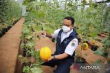 Gubernur Jakarta panen melon di Agro Edu Wisata Cilangkap