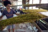 Pekerja memasukkan daun talas rajang  ke  tempat penyimpanan sementara di sentra produksi daun talas rajang, Ngunut, Tulungagung, Jawa Timur, Kamis (27/1/2022). Daun talas rajang untuk bahan baku rokok herbal pengganti tembakau ini dijual dengan harga mulai Rp19 ribu hingga Rp24 ribu per kilogram dengan pangsa pasar ekspor ke Australia, Amerika Serikat, Inggris dan Uni Emirat Arab.  Antara Jatim/Destyan Sujarwoko/zk