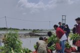 BEM STIE Lampung Timur-KTH Karya Muda Lestari tanam mangrove di Pantai Mutiara Baru