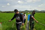 Pemkab Kulon Progo lakukan gerakan pengendalian OPT di Temon