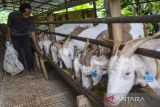 Peternak memberi pakan kambing di Kampung Rancawiru, Kabupaten Ciamis, Jawa Barat, Jumat (28/1/2022). Kementerian Pertanian mendorong percepatan kinerja peternakan dengan melakukan usaha peternakan rakyat dan memprioritaskan keberadaan ternak lokal dalam pemenuhan pangan asal ternak dalam negeri. ANTARA FOTO/Adeng Bustomi/agr