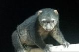 Induk dan anak kuskus beruang sulawesi dilepas ke kawasan taman nasional