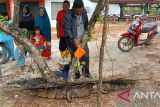 Dua ekor buaya diduga gigit Ketua DPRD Bangka berhasil ditangkap