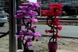 Di Pontianak, perajin bunga Sakura atau Mei Hwa banjir pesanan