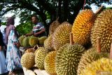  Pedagang menawarkan buah durian kepada calon pembeli di area pasar musiman di Pagotan, Kabupaten Madiun, Jawa Timur, Minggu (30/1/2022). Puluhan pedagang musiman dari Madiun dan Ponorogo memanfaatkan kawasan tersebut untuk berdagang durian hasil produksi petani lereng Gunung Wilis dengan harga Rp25 ribu-Rp80 ribu per buah durian lokal dan Rp125 ribu-300 ribu per buah durian montong tergantung ukuran dan kualitas buah. Antara Jatim/Siswowidodo/zk