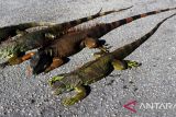 Suhu di AS sangat dingin, iguana berjatuhan dari pohon
