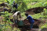 DLHK NTB menghijaukan 120 hektare hutan Sekaroh