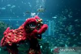 Koral Restaurant tampilkan atraksi barongsai dalam air