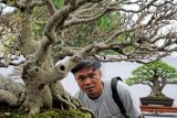Pengunjung melihat koleksi bunga bonsai yang dipamerkan dan diperlombakan dalam Pameran Nasional Bonsai 2022 di Kota Baru, Jambi, Senin (31/1/2022). Pameran bertajuk �Lestari Bonsai Bumi Siginjai� yang digelar Perkumpulan Penggemar Bonsai Indonesia (PPBI) cabang Muarojambi dan diikuti puluhan PPBI cabang itu dilaksanakan hingga 5 Februari mendatang. ANTARA FOTO/Wahdi Septiawan/hp