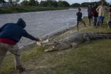 Warga memberi makan seekor buaya liar berukuran sekitar empat meter di pinggir Sungai Palu, Palu, Sulawesi Tengah, Kamis (3/2/2022). Buaya liar yang telah menjadikan sungai itu sebagai habitatnya kerap menjadi tontonan jika sedang berjemur dan menjadi hiburan tersendiri bagi warga. ANTARA FOTO/Basri Marzuki/YU