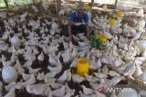 Peternak memberikan pakan kepada ayam kalasan yang siap dipasarkan di lokasi Usaha Peternakan Ayam Kalasan Sibreh, Desa Niron, Kabupaten Aceh Besar, Aceh, Sabtu (5/2/2022). Peternak di daerah itu menyatakan, usaha peternakan ayam kalasan sejak beberapa bulan terakhir mulai bangkit dibandingkan awal pandemi COVID-19 yang mengalami penurunan drastis  seiring dengan membaiknya permintaan pasar dari kalangan usaha kuliner dan restoran. ANTARA FOTO/Ampelsa