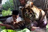 Harimau serang warga Aceh Selatan, BKSDA sediakan perangkap