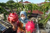 Warga memanen buah naga yang dibudidayakan di atas atap rumah toko (ruko) di Desa Keude Aceh, Lhokseumawe, Aceh, Selasa (8/2/2022). Warga tersebut memanfaatkan ruang atap ruko untuk budidaya buah naga guna menambah pendapatan ekonomi keluarga dan tetap produktif di masa pandemi COVID-19. ANTARA FOTO/Rahmad