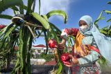 Warga memanen buah naga yang dibudidayakan di atas atap rumah toko (ruko) di Desa Keude Aceh, Lhokseumawe, Aceh, Selasa (8/2/2022). Warga tersebut memanfaatkan ruang atap ruko untuk budidaya buah naga guna menambah pendapatan ekonomi keluarga dan tetap produktif di masa pandemi COVID-19. ANTARA FOTO/Rahmad