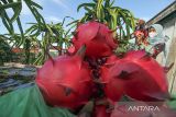 Warga memanen buah naga yang dibudidayakan di atas atap rumah toko (ruko) di Desa Keude Aceh, Lhokseumawe, Aceh, Selasa (8/2/2022). Warga tersebut memanfaatkan ruang atap ruko untuk budidaya buah naga guna menambah pendapatan ekonomi keluarga dan tetap produktif di masa pandemi COVID-19. ANTARA FOTO/Rahmad