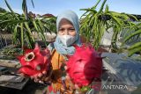 Warga memanen buah naga yang dibudidayakan di atas atap rumah toko (ruko) di Desa Keude Aceh, Lhokseumawe, Aceh, Selasa (8/2/2022). Warga tersebut memanfaatkan ruang atap ruko untuk budidaya buah naga guna menambah pendapatan ekonomi keluarga dan tetap produktif di masa pandemi COVID-19. ANTARA FOTO/Rahmad